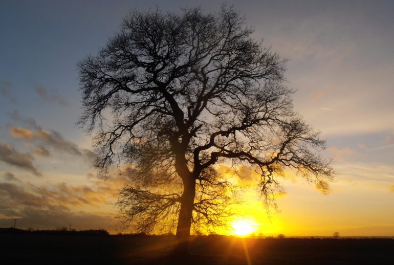 Dollarphotoclub_106238774-min-2