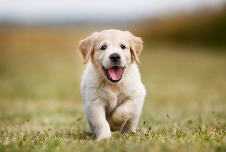 Seven week old golden retriever puppy outdoors on a sunny day.