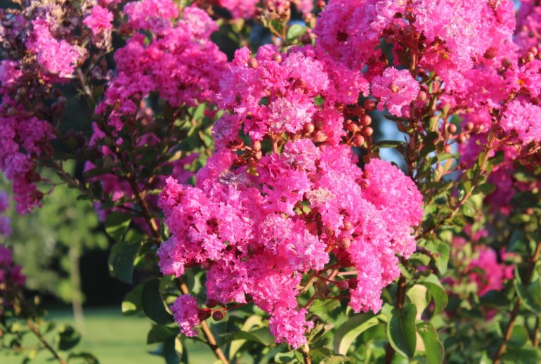 Pink,Crape,Myrtle,In,Sunlight