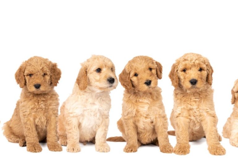 A,Litter,Of,Cute,Labradoodle,Puppies,Sitting,Looking,At,The