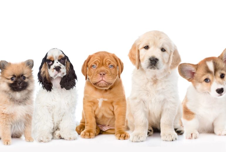 Group,Of,Purebred,Puppies.,Isolated,On,White,Background